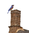 Picture of bluebird